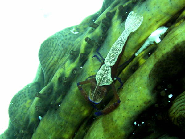 Andy_el_gouna_2005 078