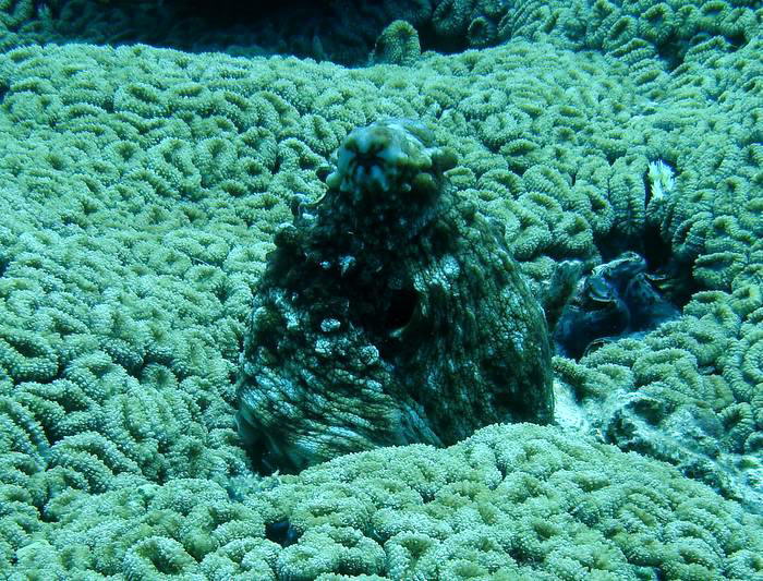 Trust me, it's an octopus